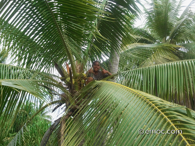 child on a coconut tree