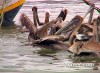 pelicans