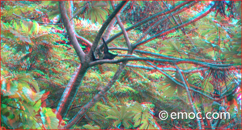 Takitumu Conservation Area - bat - 2