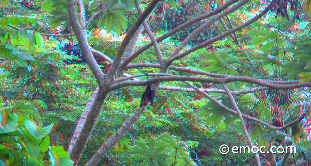 Takitumu Conservation Area - bat in 3D