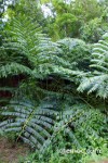 ferns in Takitumu Conservation Area