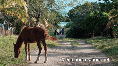 Village road in Niuatoputapu - Tonga